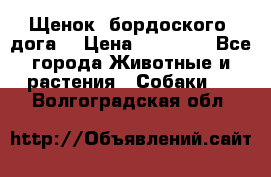 Щенок  бордоского  дога. › Цена ­ 60 000 - Все города Животные и растения » Собаки   . Волгоградская обл.